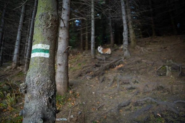 Die Ausweisung Von Wanderwegen Hund Hintergrund Polnische Berge — Stockfoto