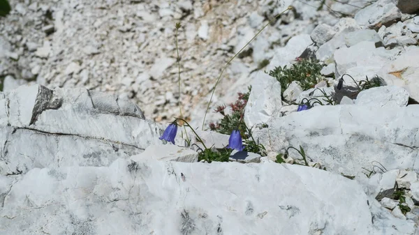 A group of blooming flowers (Campanula cochleariifolia Lam.) on a rock shelf in the mountains. Dolomites, Italy