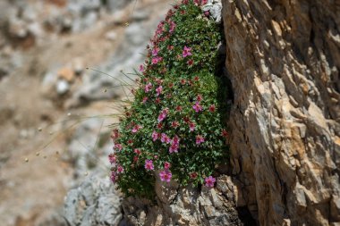 Çiçek açan bir grup çiçek dağlarda bir kayanın üzerinde büyür. Dolomitler, İtalya