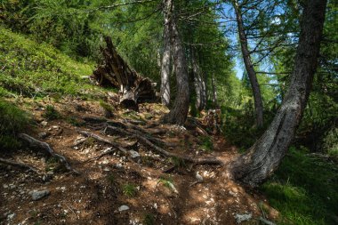 İtalyan Dolomitlerle ormanda yürü. Dolomitler, İtalya