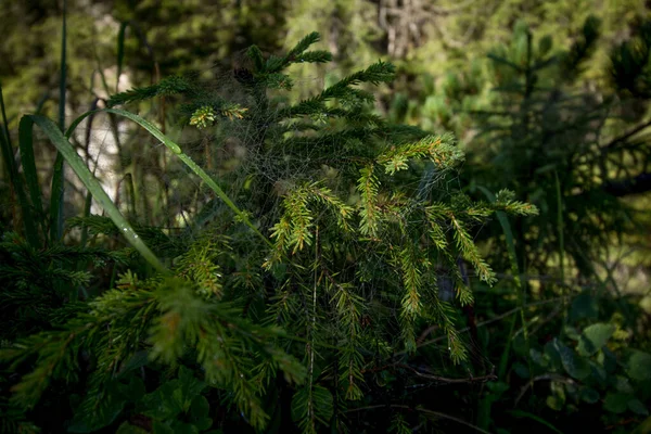 Dewy Pavučina Jehličnaté Větvi Dolomity Itálie — Stock fotografie