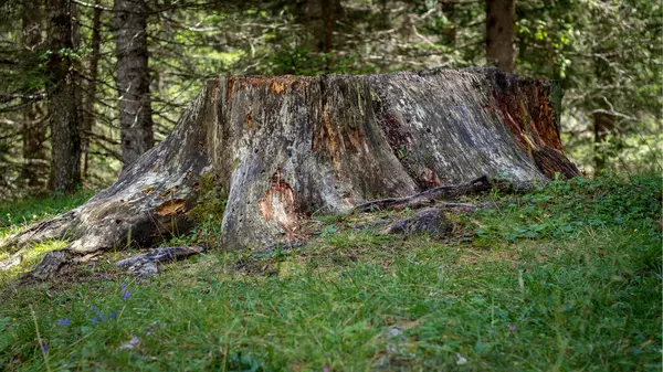 Belles Grandes Épingles Sont Tombées Après Abattage Des Arbres Dolomites — Photo