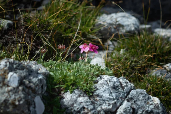 一群盛开的花 生长在山中的岩石上 意大利白云石 — 图库照片