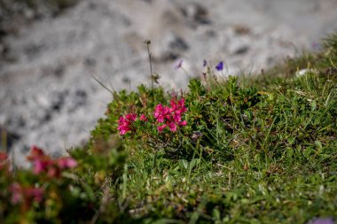 Bir grup çiçek (Campanula cochleariifolia Lam.) Dağlarda bir kayanın üzerinde büyümek. Bavyera Alplerinde Zugspitze Massif