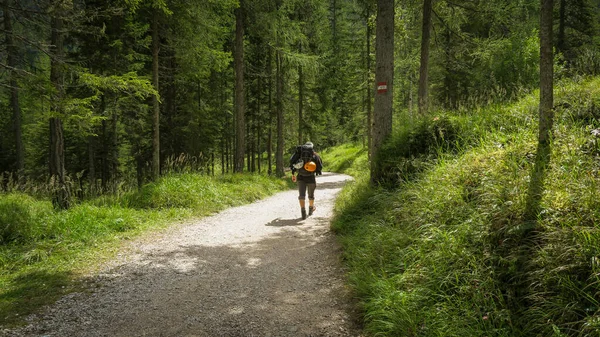 Återvänd Från Fjällleden Genom Skogen Dolomiter Italien — Stockfoto
