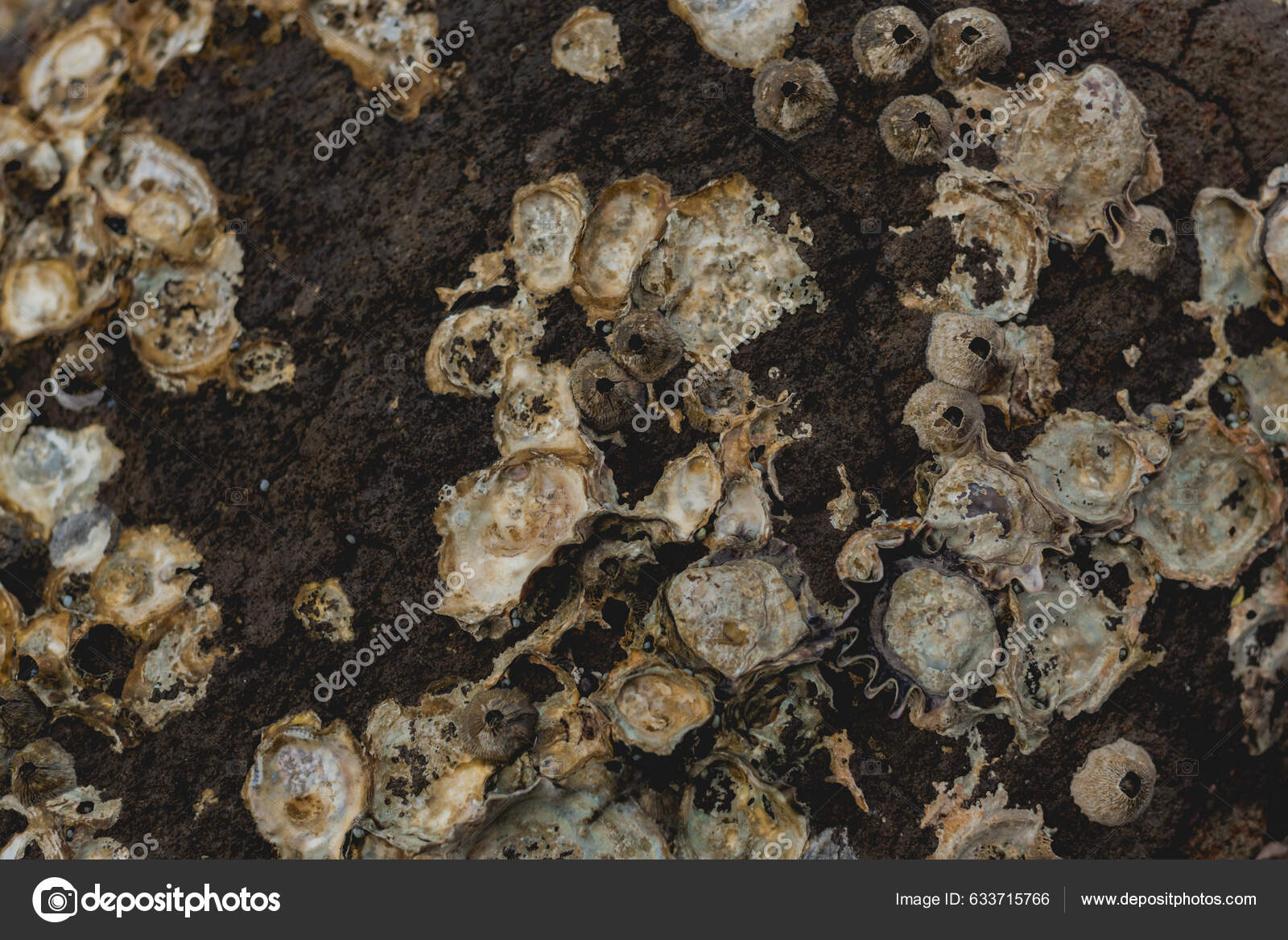Playa Balandra Balandra Beach Beach Located Baja California Sur