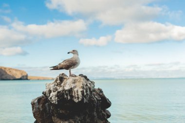 Playa Balandra (Balandra Sahili), Meksika 'nın Baja California Sur yarımadasında bulunan bir plajdır. Su çok sığ, ziyaretçilerin körfezi yürüyerek geçmelerini sağlıyor, dağlar ve kayalar arasında çok güzel bir manzara var.