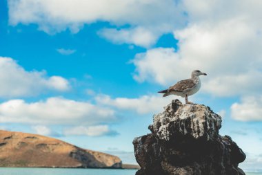 Playa Balandra (Balandra Sahili), Meksika 'nın Baja California Sur yarımadasında bulunan bir plajdır. Su çok sığ, ziyaretçilerin körfezi yürüyerek geçmelerini sağlıyor, dağlar ve kayalar arasında çok güzel bir manzara var.