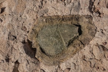 Playa Balandra (Balandra Sahili), Meksika 'nın Baja California Sur yarımadasında bulunan bir plajdır. Su çok sığ, ziyaretçilerin körfezi yürüyerek geçmelerini sağlıyor, dağlar ve kayalar arasında çok güzel bir manzara var.