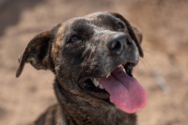 Meksika sokaklarında başıboş bir köpeğe yaklaş.