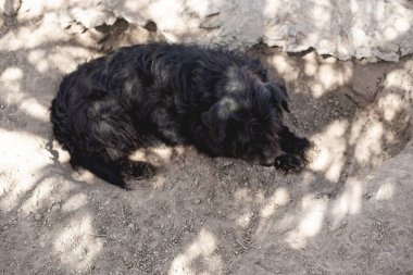 Meksika sokaklarında başıboş bir köpeğe yaklaş.