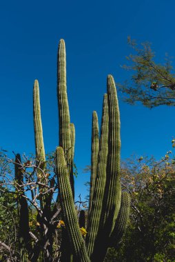 San Antonio Meksika 'da güneşli bir günde kaktüs sahnesi. La Paz, Baja California Sur, Meksika