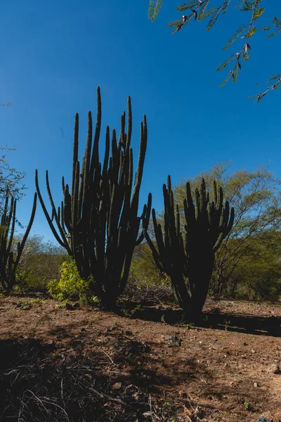 Cactus Scene on a sunny day in San Antonio Mexican town. La Paz, Baja California Sur, Mexico