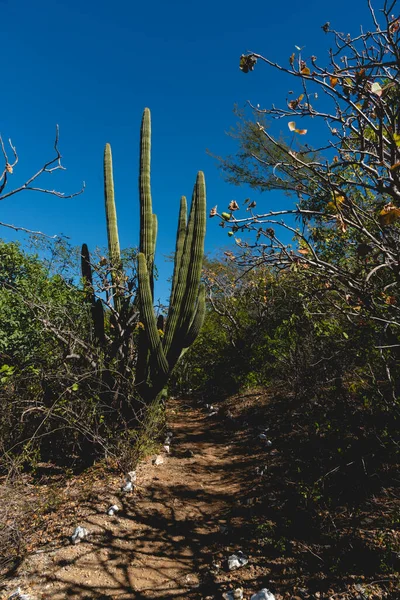 Cactus Scene on a sunny day in San Antonio Mexican town. La Paz, Baja California Sur, Mexico