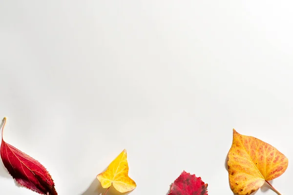 stock image collection of autumn leaves isolated on a white background red and yellow foliage. herbarium.