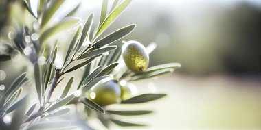 Closeup of olive fruit on tree branch. Olive garden and sunlight background design. Mediterranean old olive trees growing.