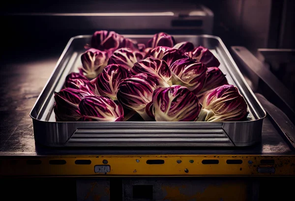 Close up of micro green radiccio sprouts growing edible plants in tray . Vegan healthy eating.