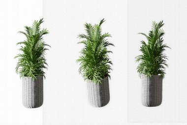 Tenceredeki tropikal çiçek seti beyaz, 3 boyutlu render