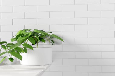 Güzellik ürünleri tanıtımı için yeri olan beyaz ahşap rafta havlu ve ev bitkisi yığını.