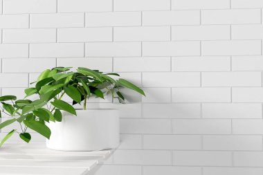 Güzellik ürünleri tanıtımı için yeri olan beyaz ahşap rafta havlu ve ev bitkisi yığını.