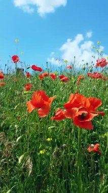 Berrak mavi bir gökyüzünün altında kırmızı gelincikler açan yemyeşil bir çayır..