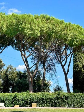 Tarihsel Binaları, Çarpıcı İtalyan Manzarası ve Kurumuş Ağaçlar ile Etrurya Şehri 'nin Görüntüsü Mükemmel Bir Seyahat Hedefi
