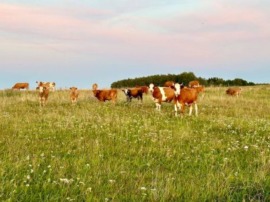 Fotoğraf bir yaz tarlasında otlayan inekleri çekiyor..