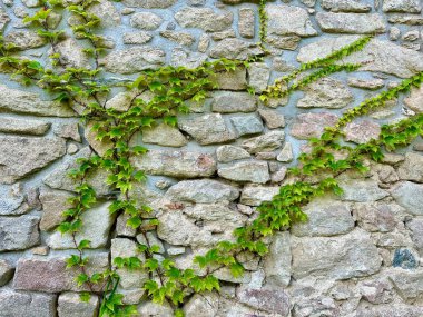 Fotoğraf, yaz boyunca tarlalarda dolanan bir yolu tasvir ediyor..
