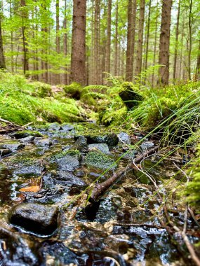 Photo of close-up of forest details on a summer day: capturing the vibrant greens, sunlit leaves, and intricate textures of natures beauty clipart