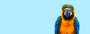Mutlu mavi papağan kuşu izole edilmiş mavi arka plan, afiş boyutu