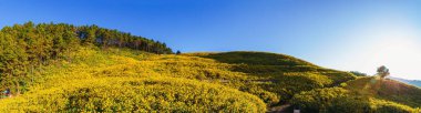 Doi Mae U Kho, Mae Hong Son, Tayland 'da Meksika ayçiçeği tarlasıyla Tung Bua Tong orman parkının manzara manzarası