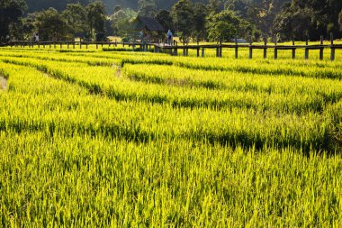 Akşam Boon Kho Koo 'da pirinç tarlasıyla bambu köprüsünün güzel manzarası Pai, Mae Hong Son, Tayland