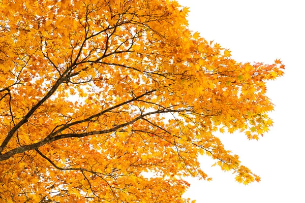 Closeup Φύλλο Δέντρο Φθινόπωρο Σφενδάμου Λευκό Φόντο Του Ουρανού — Φωτογραφία Αρχείου