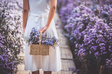 Kış tatili konsepti, Tayland Chiang Mai bahçesindeki Margaret Aster çiçek tarlasını gezen mutlu Asyalı genç kadın.