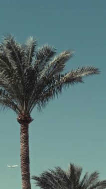 Uçak ön planda bir palmiye ağacıyla havalanıyor.