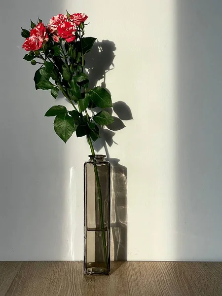 Красиві Троянди Вазі — стокове фото