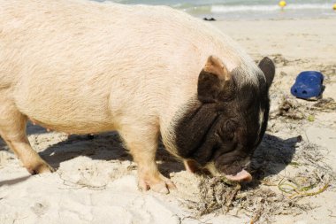 Pigs on the beach in the state of Yucatan known as pig beach in Progreso. On this beach you can live with these little pigs and pet them. Yucatan, Mexico December 27, 2022