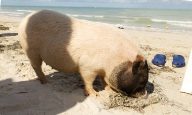 Pigs on the beach in the state of Yucatan known as pig beach in Progreso. On this beach you can live with these little pigs and pet them. Yucatan, Mexico December 27, 2022