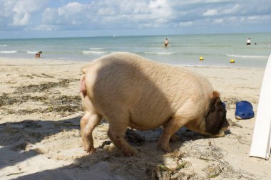 Pigs on the beach in the state of Yucatan known as pig beach in Progreso. On this beach you can live with these little pigs and pet them. Yucatan, Mexico December 27, 2022