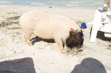 Pigs on the beach in the state of Yucatan known as pig beach in Progreso. On this beach you can live with these little pigs and pet them. Yucatan, Mexico December 27, 2022
