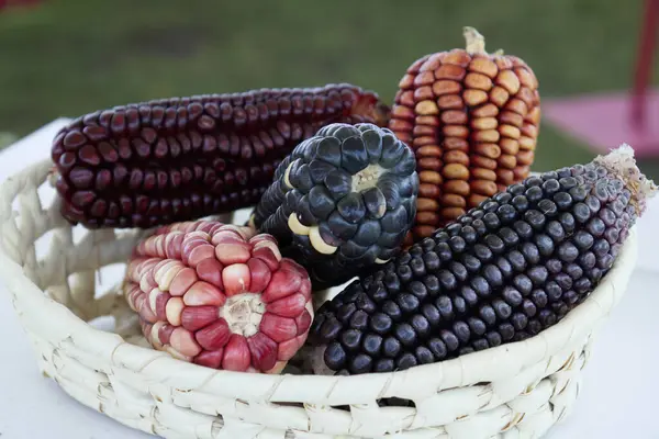 Different types of corn, of different colors, are used a lot in Mexican cuisine for different purposes, they are found inside a basket