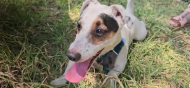 Jack Russell Terrier Terrier teriyeri susadığı için nefes nefese.