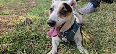 Jack Russell Terrier Terrier teriyeri susadığı için nefes nefese.