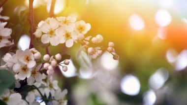 spring blossom background with bokeh and white flowers