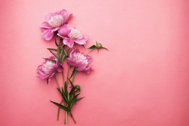 spring flowers on pink background, flat lay. space for text