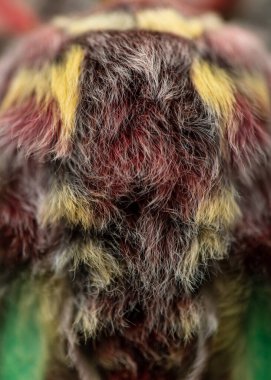 İspanyol ay güvesi (Actias isabellae veya Graelsia isabellae)