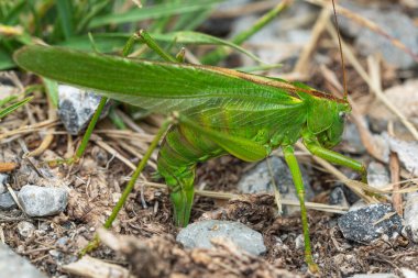 Büyük yeşil çalı cırcırböceği (Tettigonia viridissima) yere yumurtlar