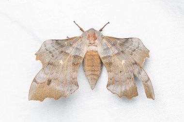 Poplar şahin güvesi (Laothoe populi) beyaz arkaplan