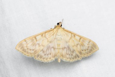 İnci güvesinin anası (Patania ruralis), böcekgiller (Crambidae) familyasından bir güve türü..