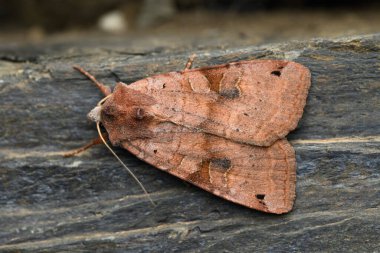 Xestia baja, Noctuidae familyasından bir güve türü.